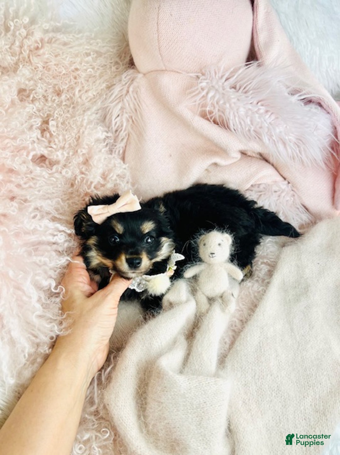 Pomchi dogs for sale: Pomchi Puppy 2 - Ad 4