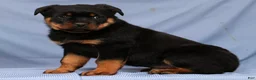 Rottweiler dogs for sale: Leo - Ad 6