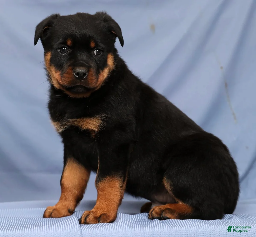 Rottweiler dogs for sale: Leo - Ad 6
