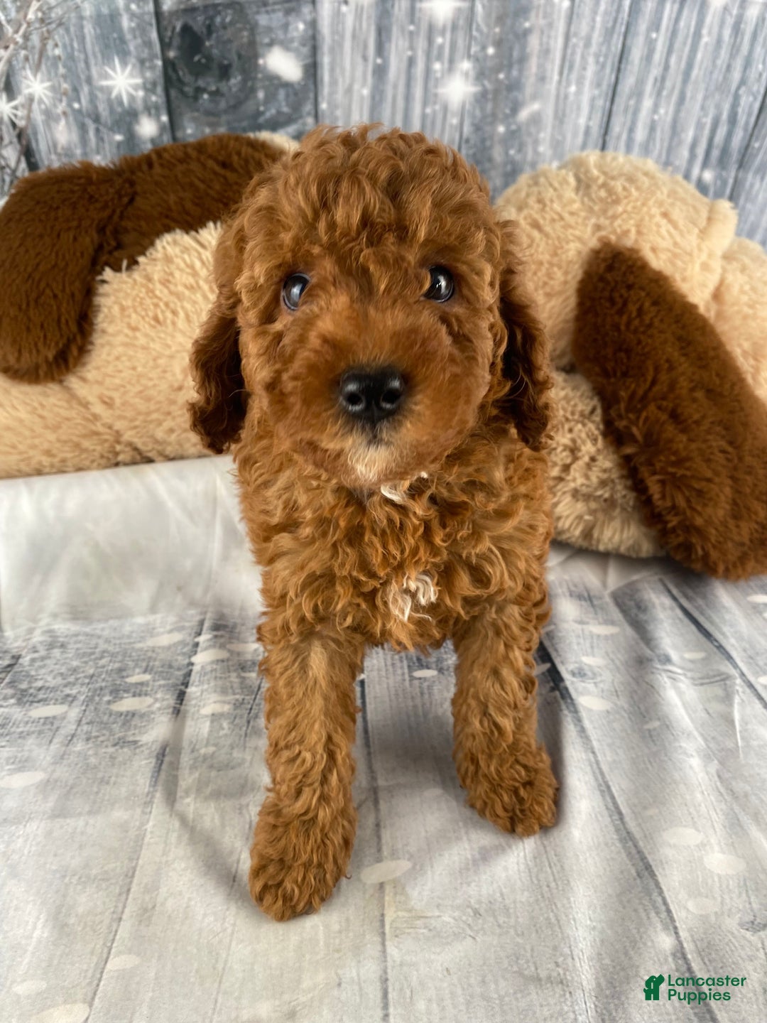 Miniature Poodle dogs for sale: Apollo - Ad 5