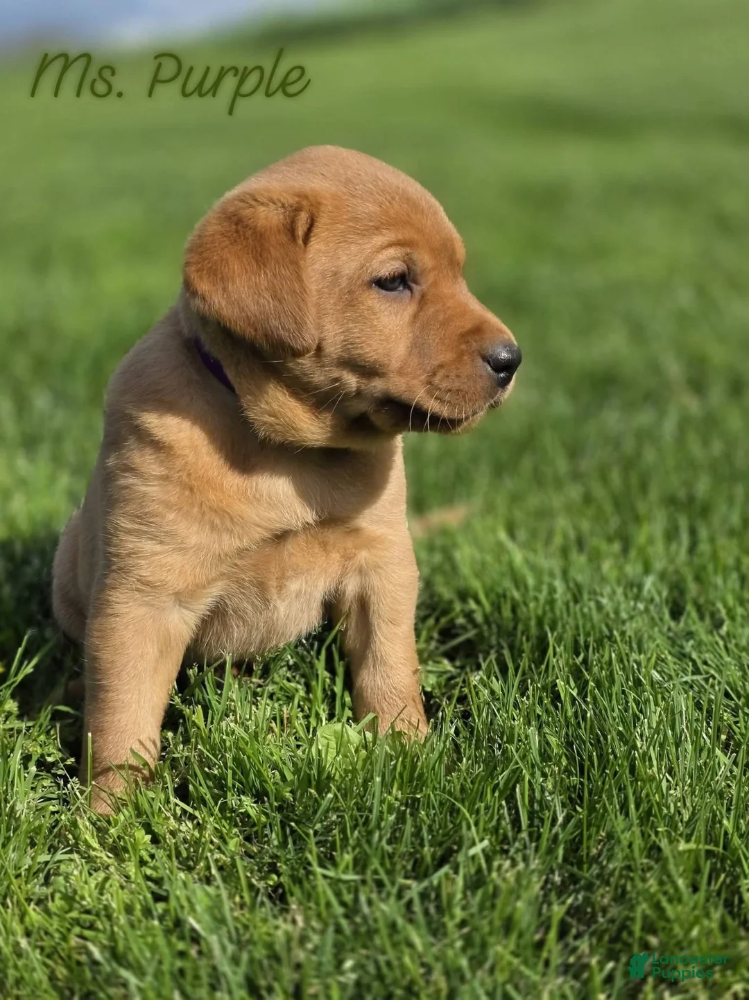 Labrador Retriever dogs for sale: Labrador Retriever Puppy 4 - Ad 1