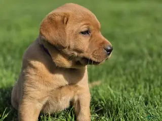 Labrador Retriever dogs Labrador Retriever Puppy 4 - Ad 41