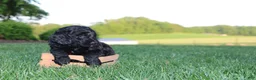 Mini Goldendoodle dogs for sale: Kenzie - Ad 5