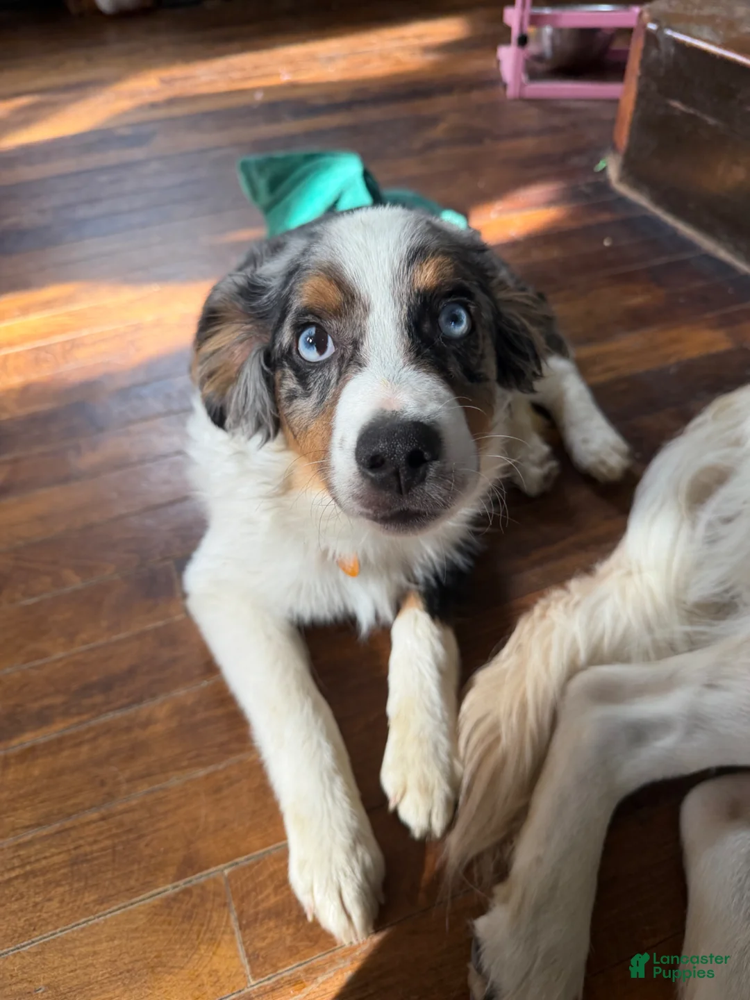 Miniature Australian Shepherd dogs for sale: Miniature Australian Shepherd Puppy 1 - Ad 2