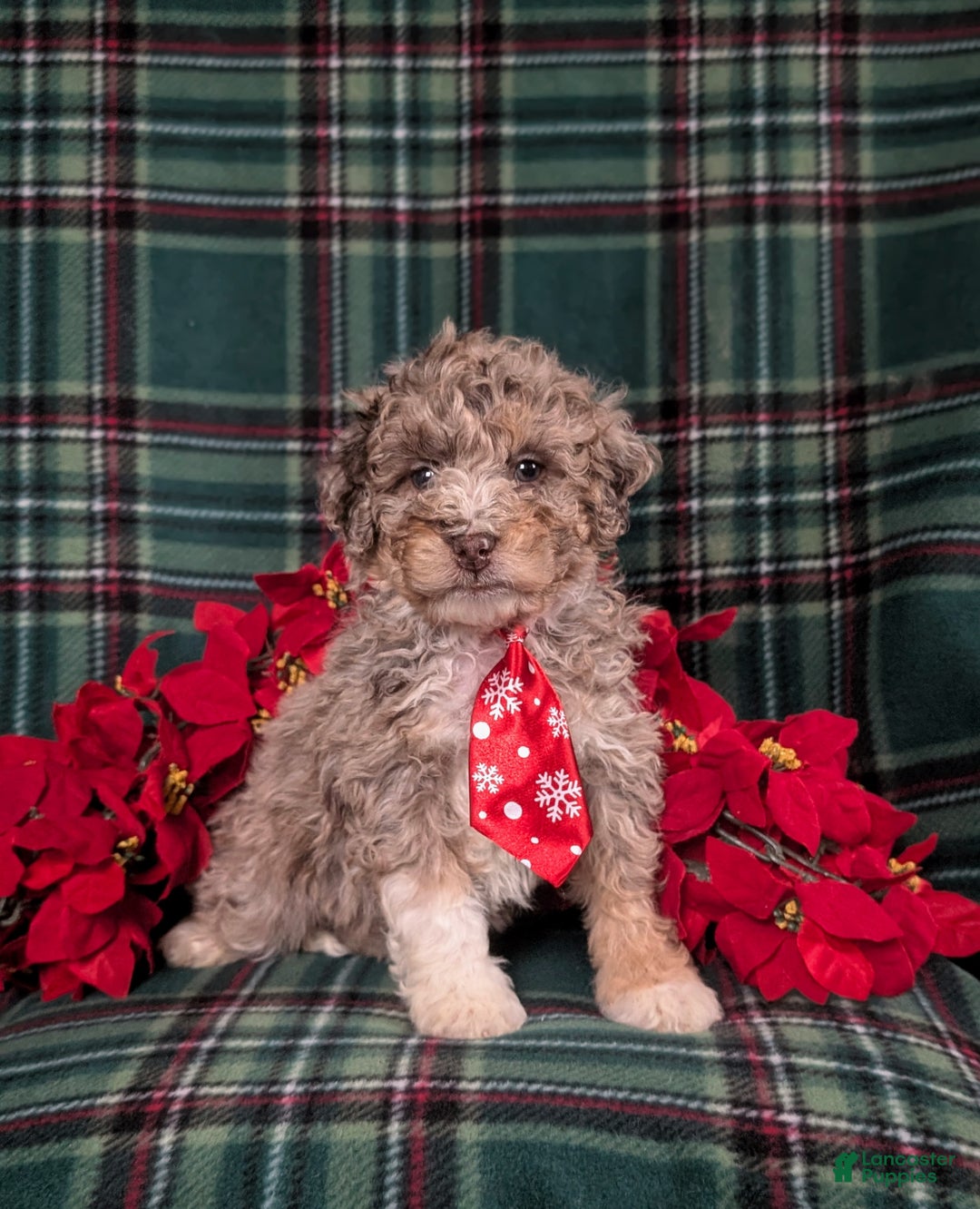 Mini Bernedoodle dogs for sale: Adrian Hypoallergenic - Ad 4