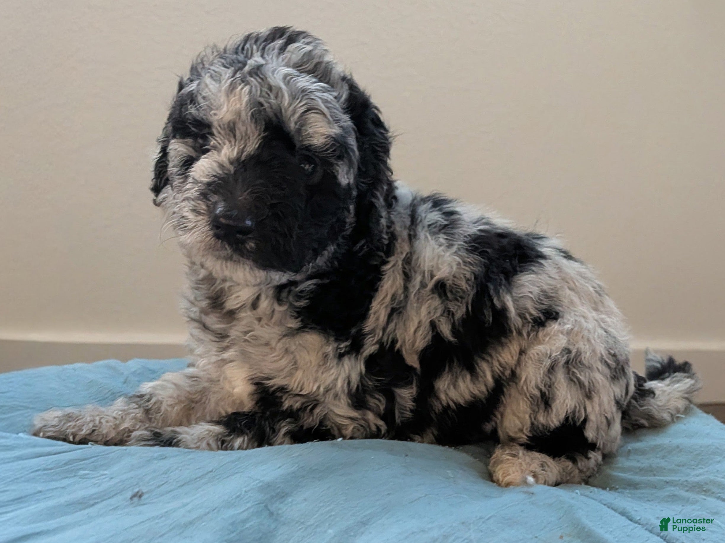 Mixed Breed dogs Golden Aussiedoodle 5 - Ad 29