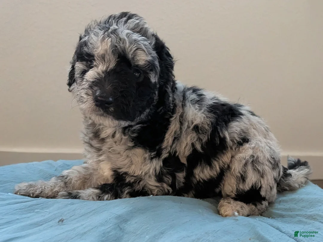 Mixed Breed dogs for sale: Golden Aussiedoodle 5 - Ad 1