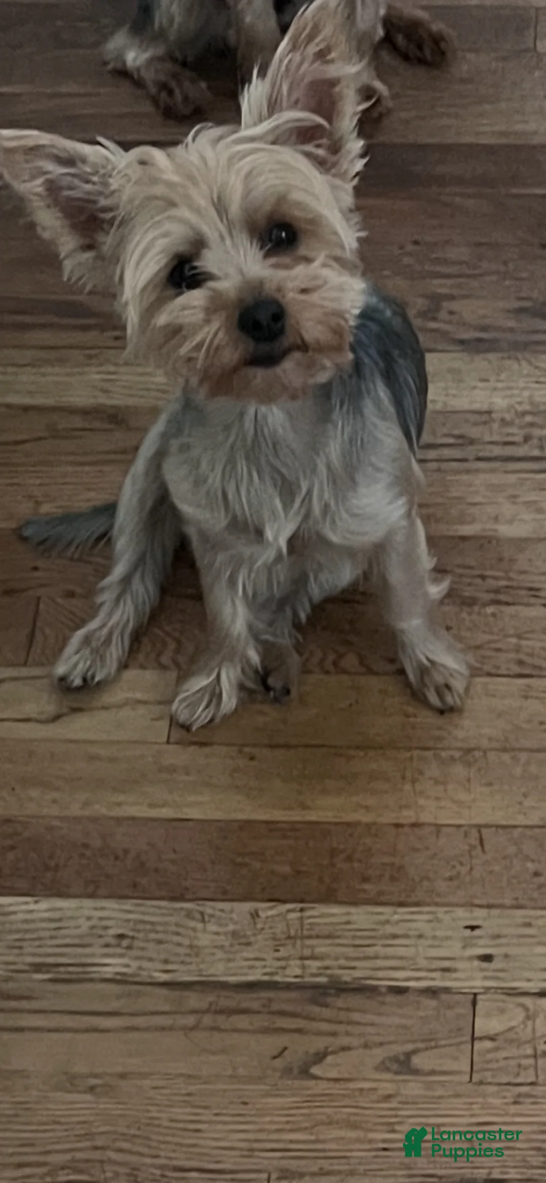 Yorkshire Terrier dogs for sale: Yorkshire Terrier Puppy 1 - Ad 3