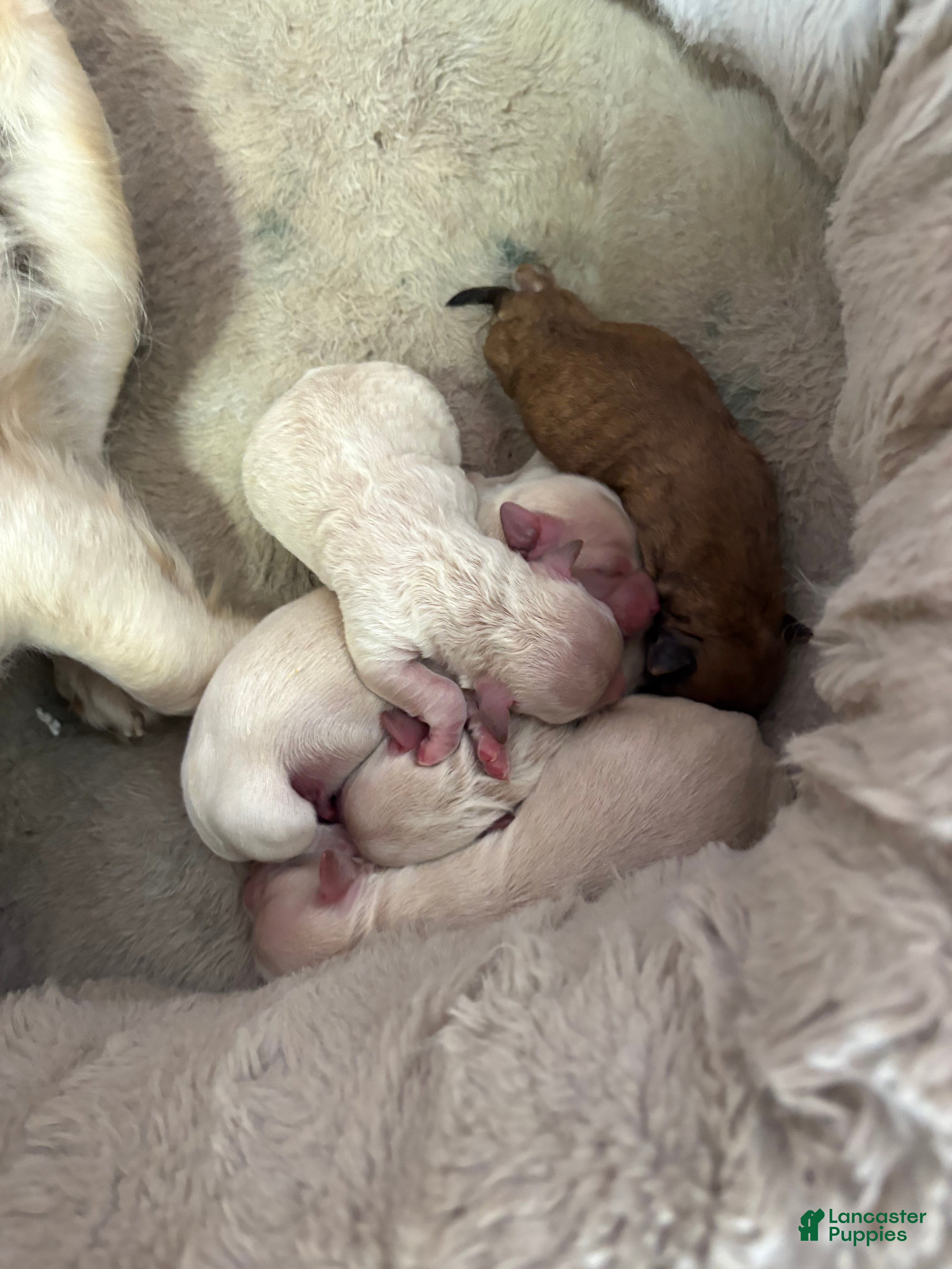 Mixed Breed dogs Mixed Breed Puppy 4 - Ad 39