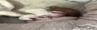Mixed Breed Puppy 4