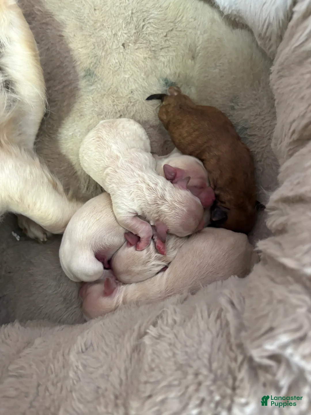 Mixed Breed dogs for sale: Mixed Breed Puppy 4 - Ad 1