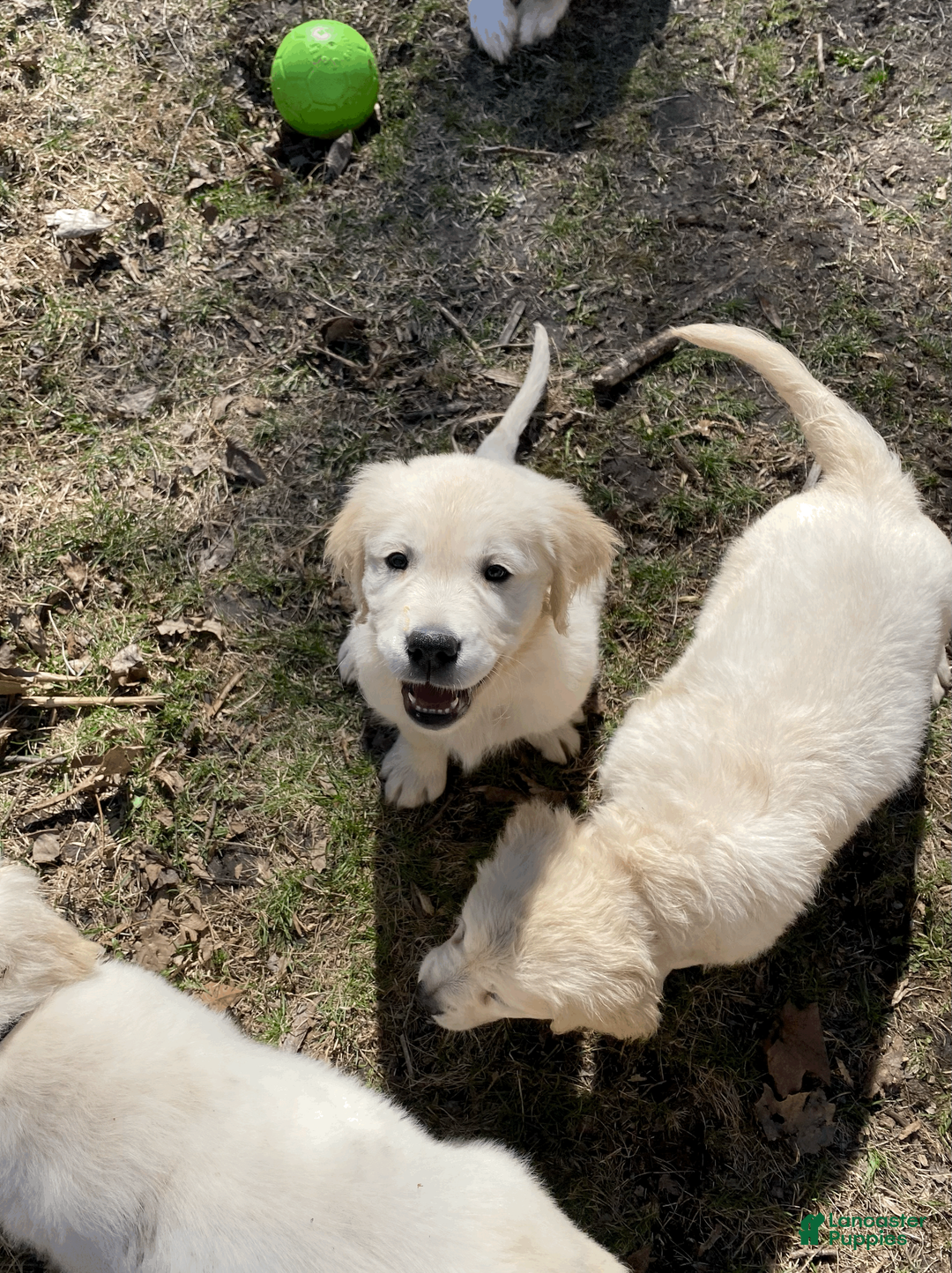 Golden Retriever dogs for sale: AKC Golden Retriever Puppy 3 - Ad 2