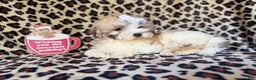 Maltipoo dogs for sale: Ginger - Ad 6