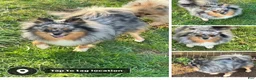 Pomeranian dogs for sale: AKC Red Teddy Pom  - Ad 9