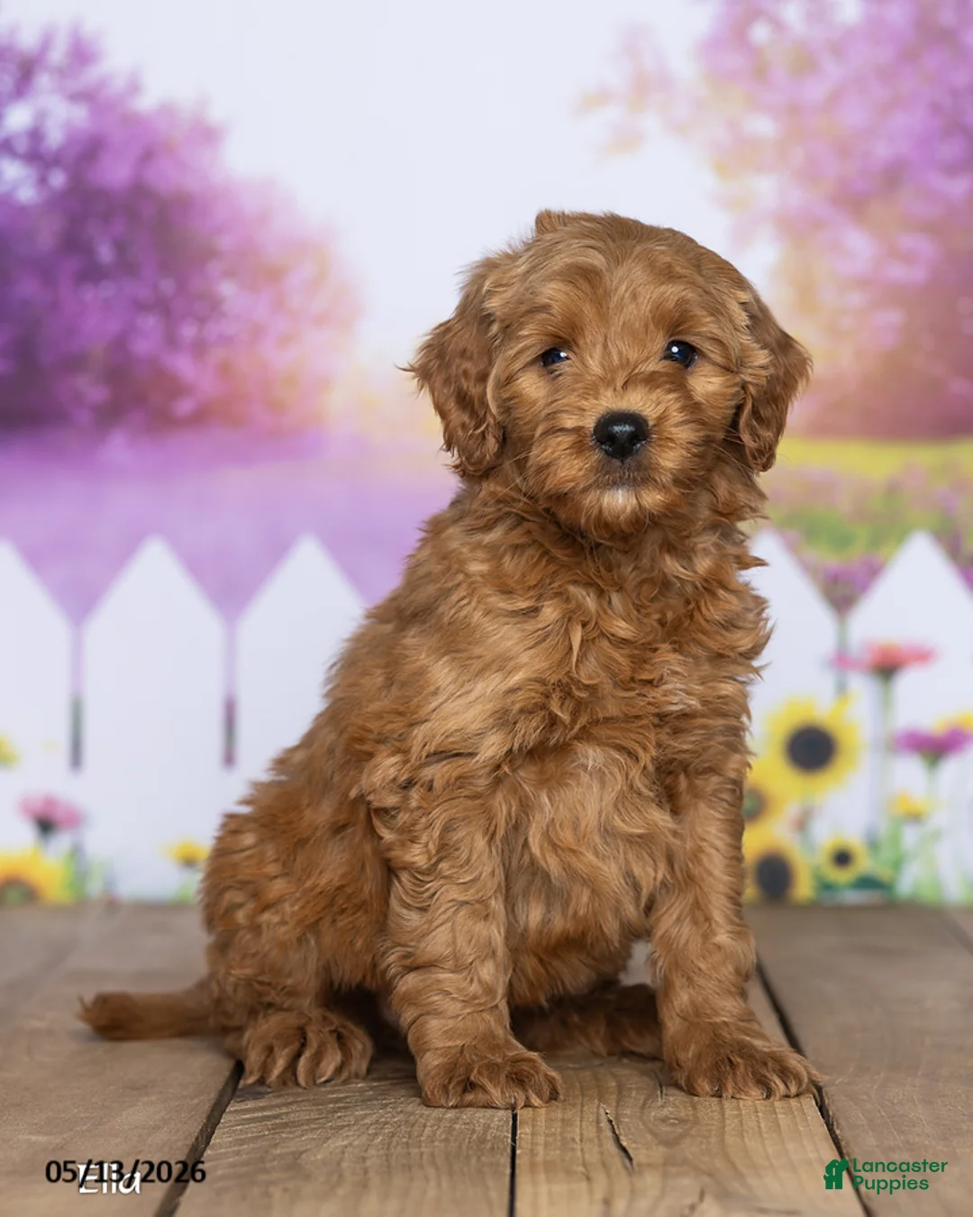 Mini Goldendoodle dogs for sale: Ella - Ad 1
