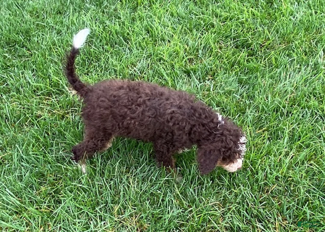 Mini Bernedoodle dogs for sale: Kosmo - Ad 1
