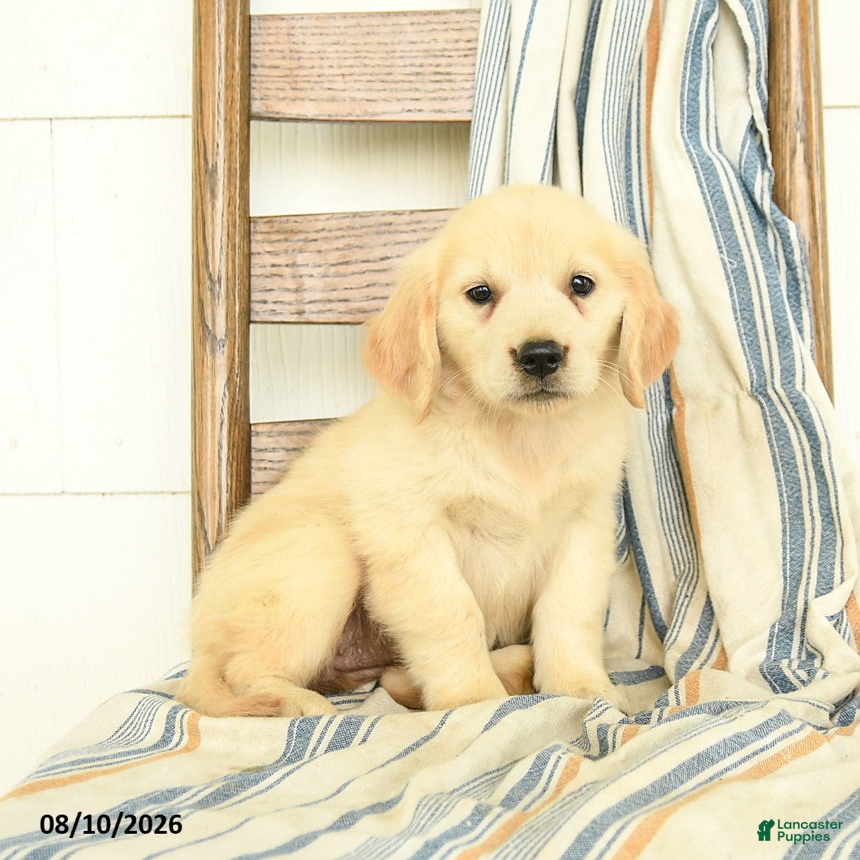 Golden Retriever dogs Julliette - Ad 1