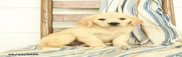 Golden Retriever dogs for sale: Julliette - Ad 1