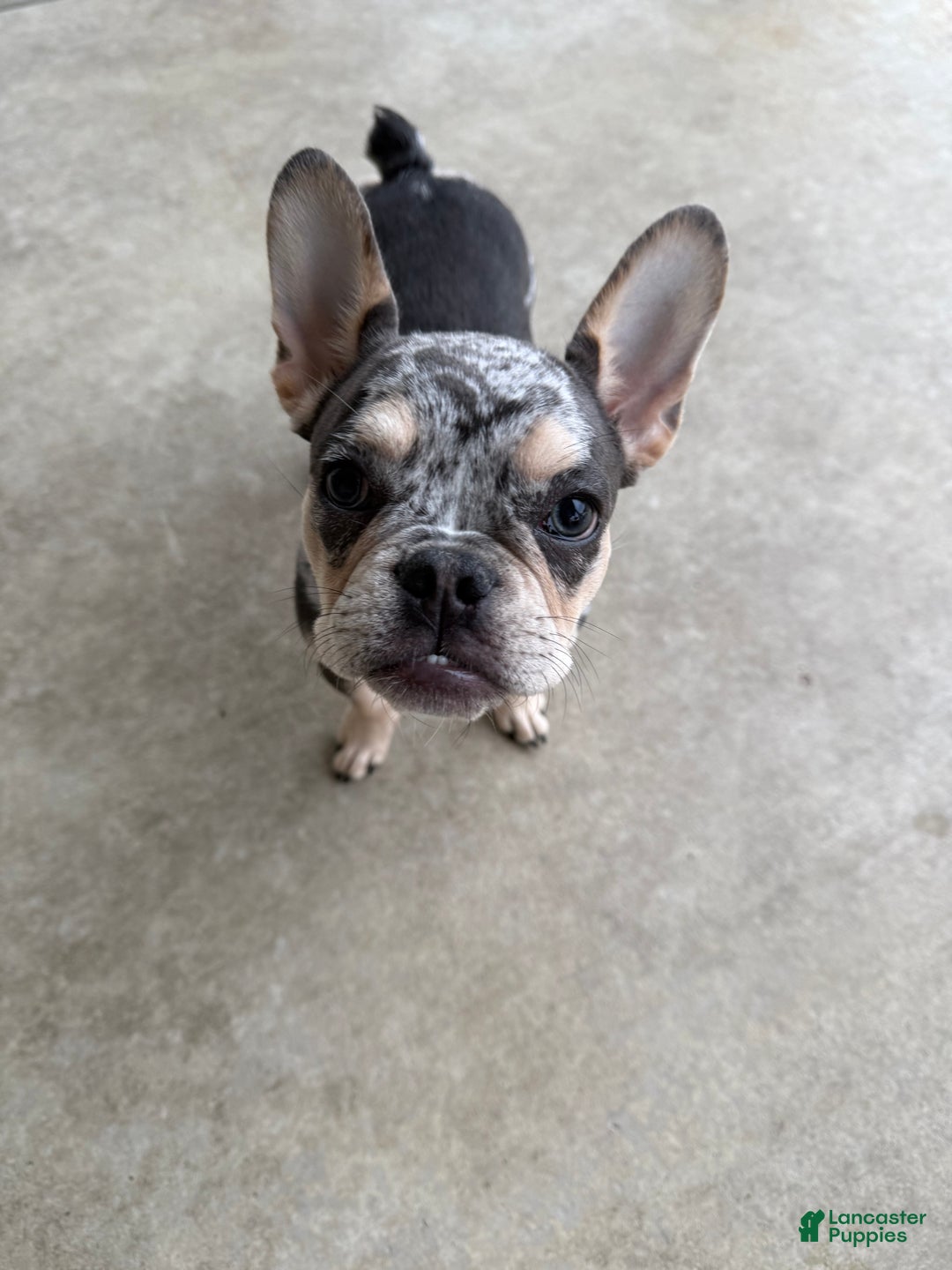 French Bulldog dogs for sale: Neptune - Ad 10