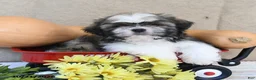 Shih Tzu dogs for sale: Bingo - Ad 2