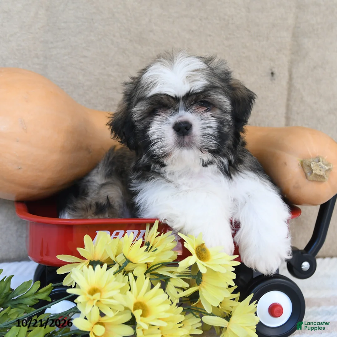 Shih Tzu dogs for sale: Bingo - Ad 2