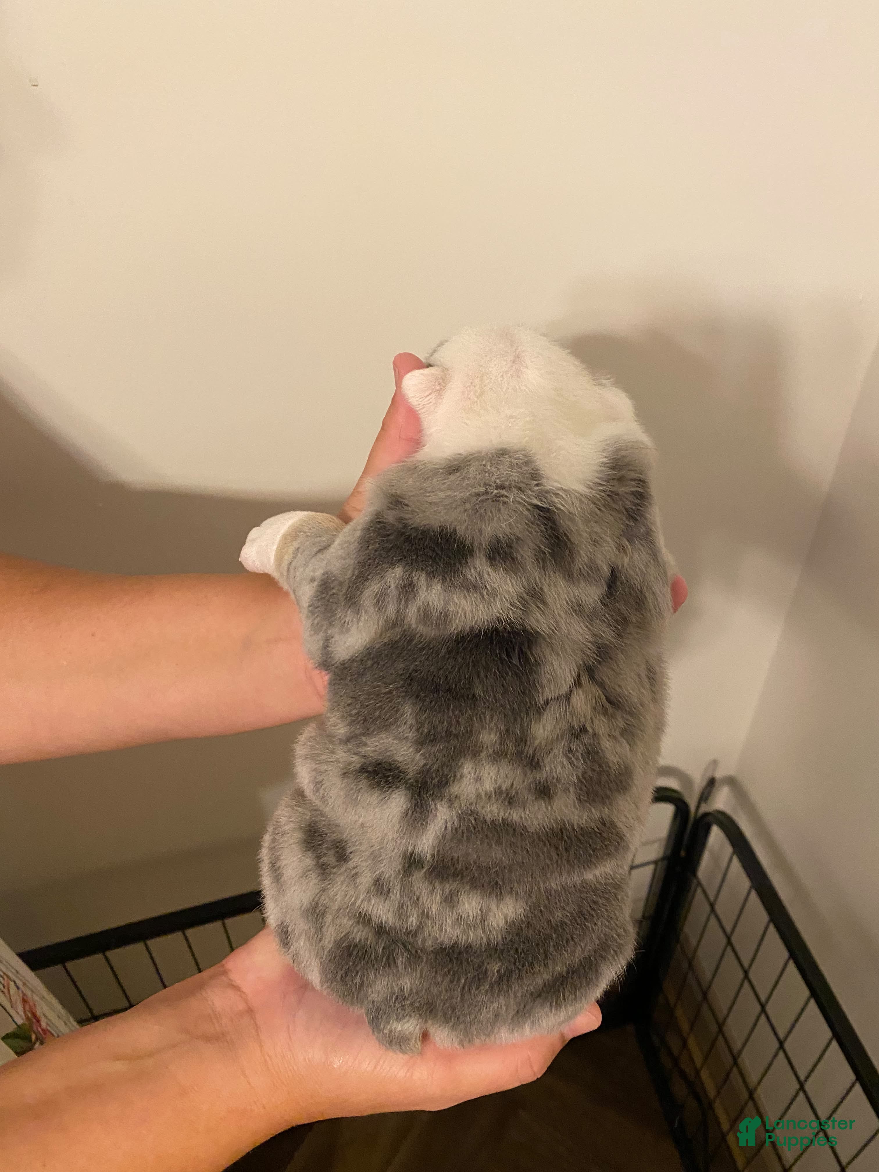 English Bulldog dogs Asher - Ad 2