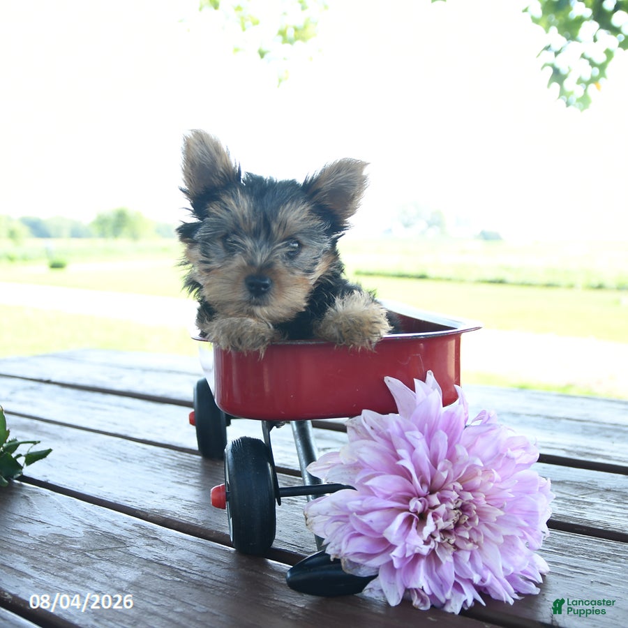 Yorkshire Terrier dogs for sale: Terry - Ad 4