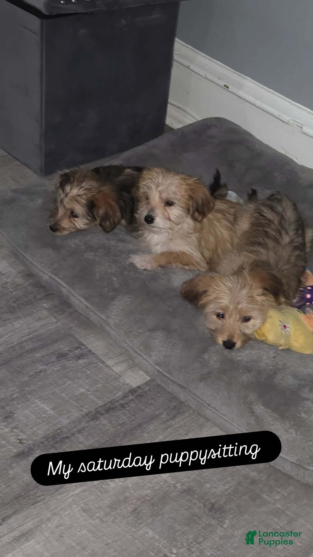 Shorkie dogs for sale: Shorkie Puppy 1 Bear - Ad 2