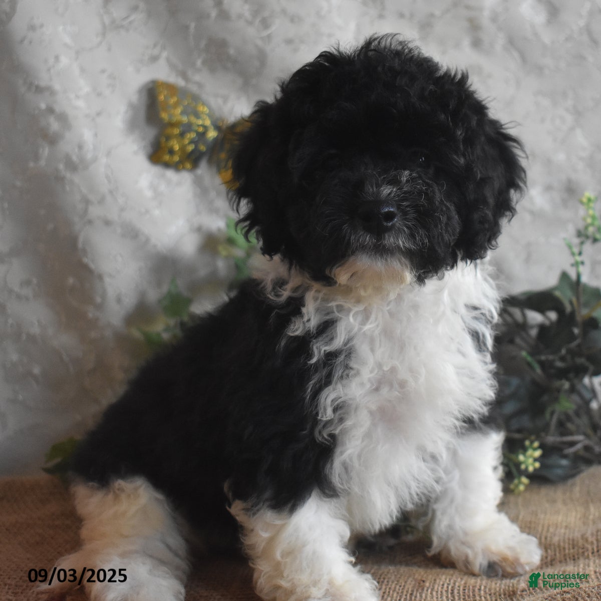 Cavapoo dogs Alisha - Ad 1