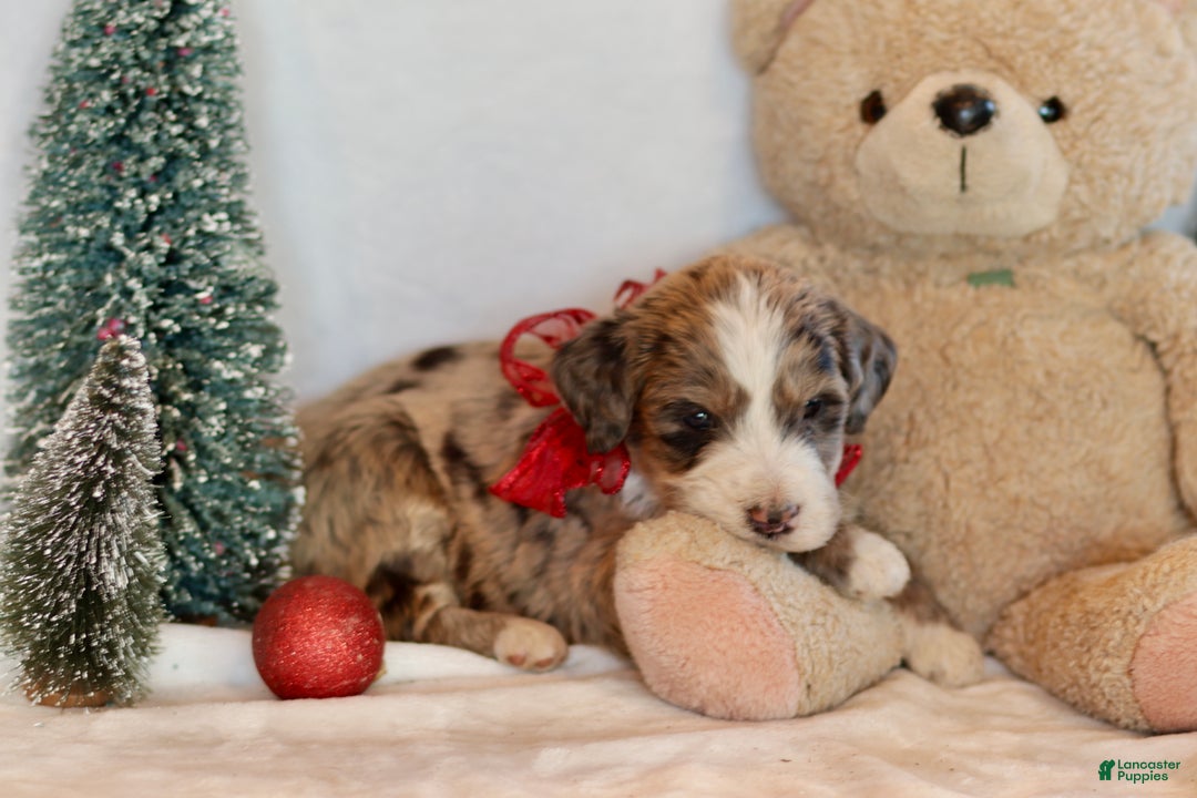 Bernedoodle dogs for sale: Alpine - Ad 7