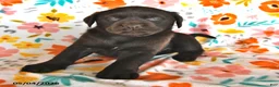 Labrador Retriever dogs for sale: Tulip - Ad 3