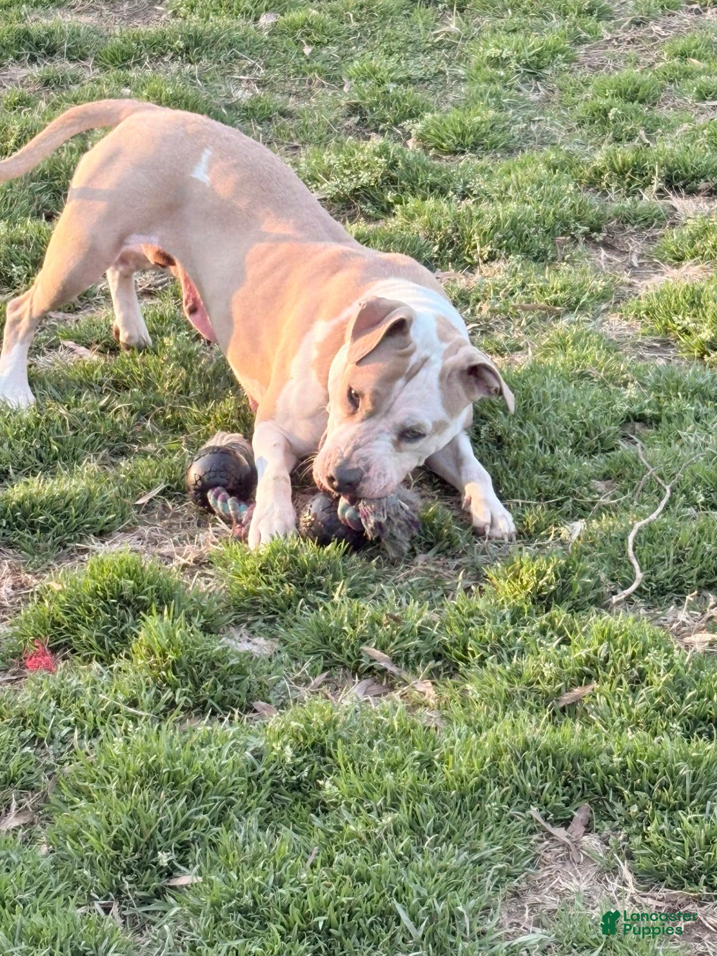 Mixed Breed dogs for sale: Khya  - Ad 2