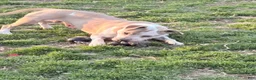 Mixed Breed dogs for sale: Patches  - Ad 2