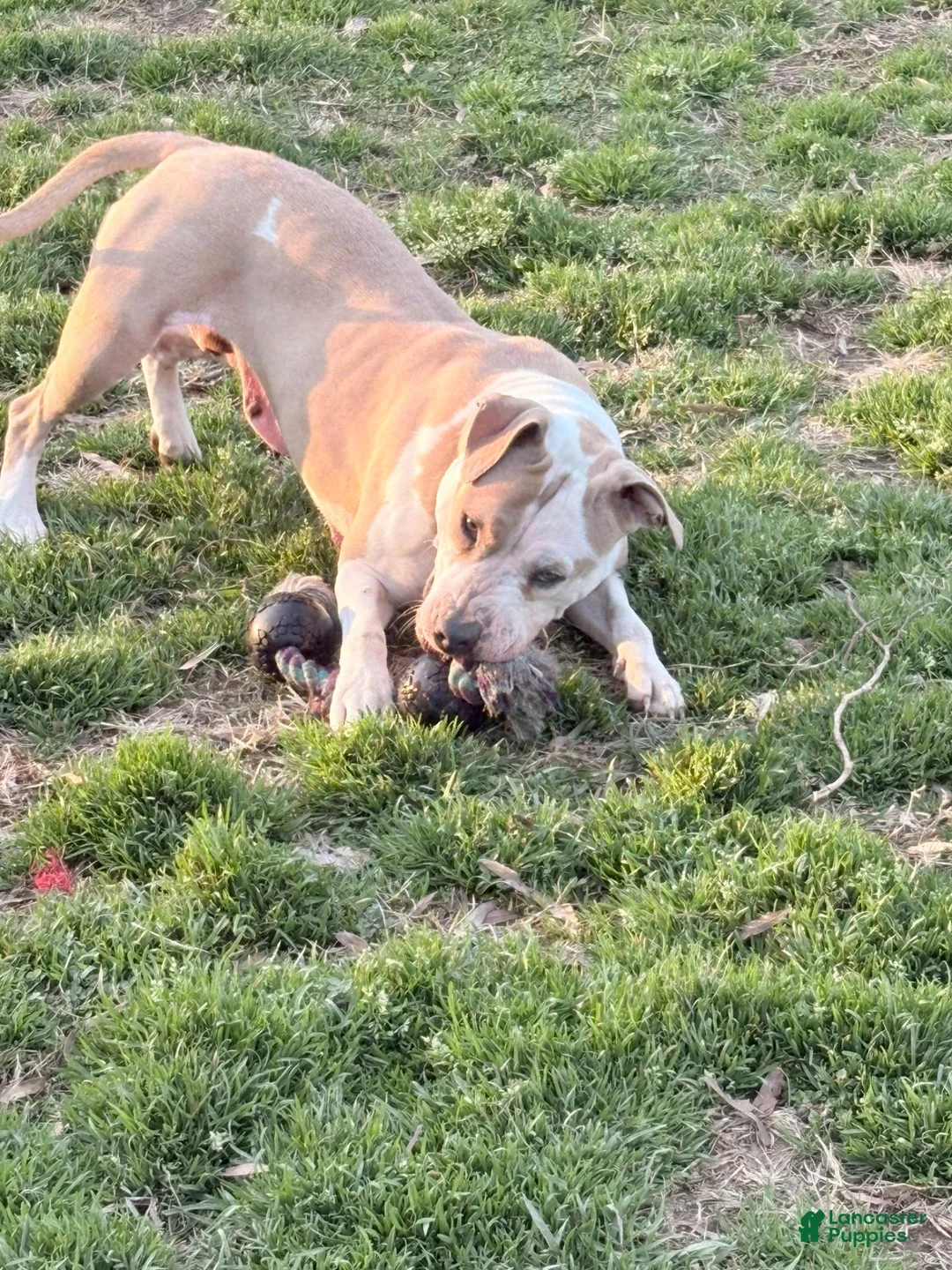Mixed Breed dogs for sale: Patches  - Ad 2