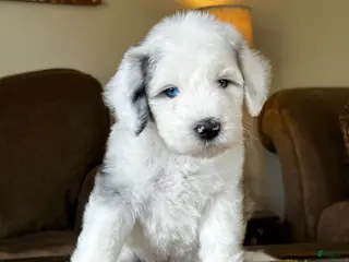 Sheepadoodle dogs Merle Female 1 - Ad 1