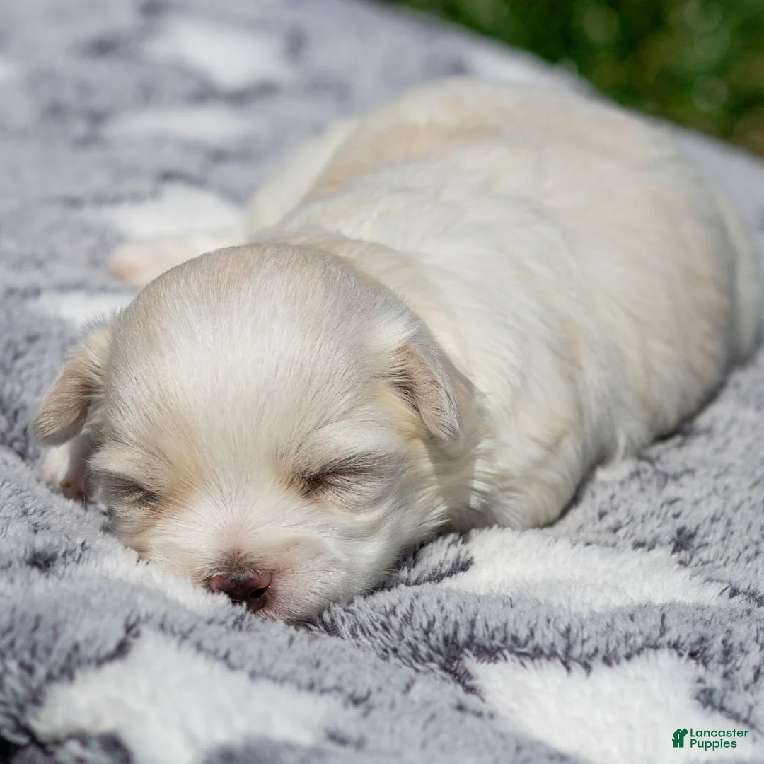 Maltese dogs for sale: Maggie Maltese Puppy  - Ad 2