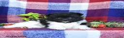 Pomeranian dogs for sale: Fluff  - Ad 4