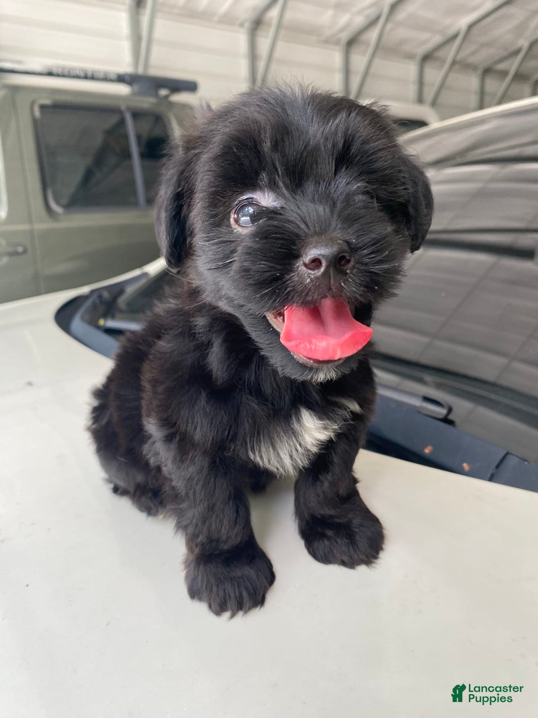 Gallery Image {{count}}