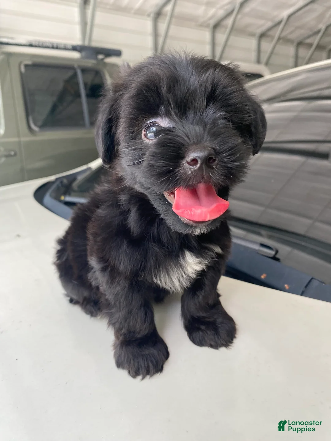 Gallery Image {{count}}