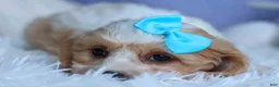 Cavachon dogs for sale: RUSTY - Ad 8