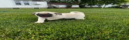 Pug dogs for sale: Pug 1 - Ad 1