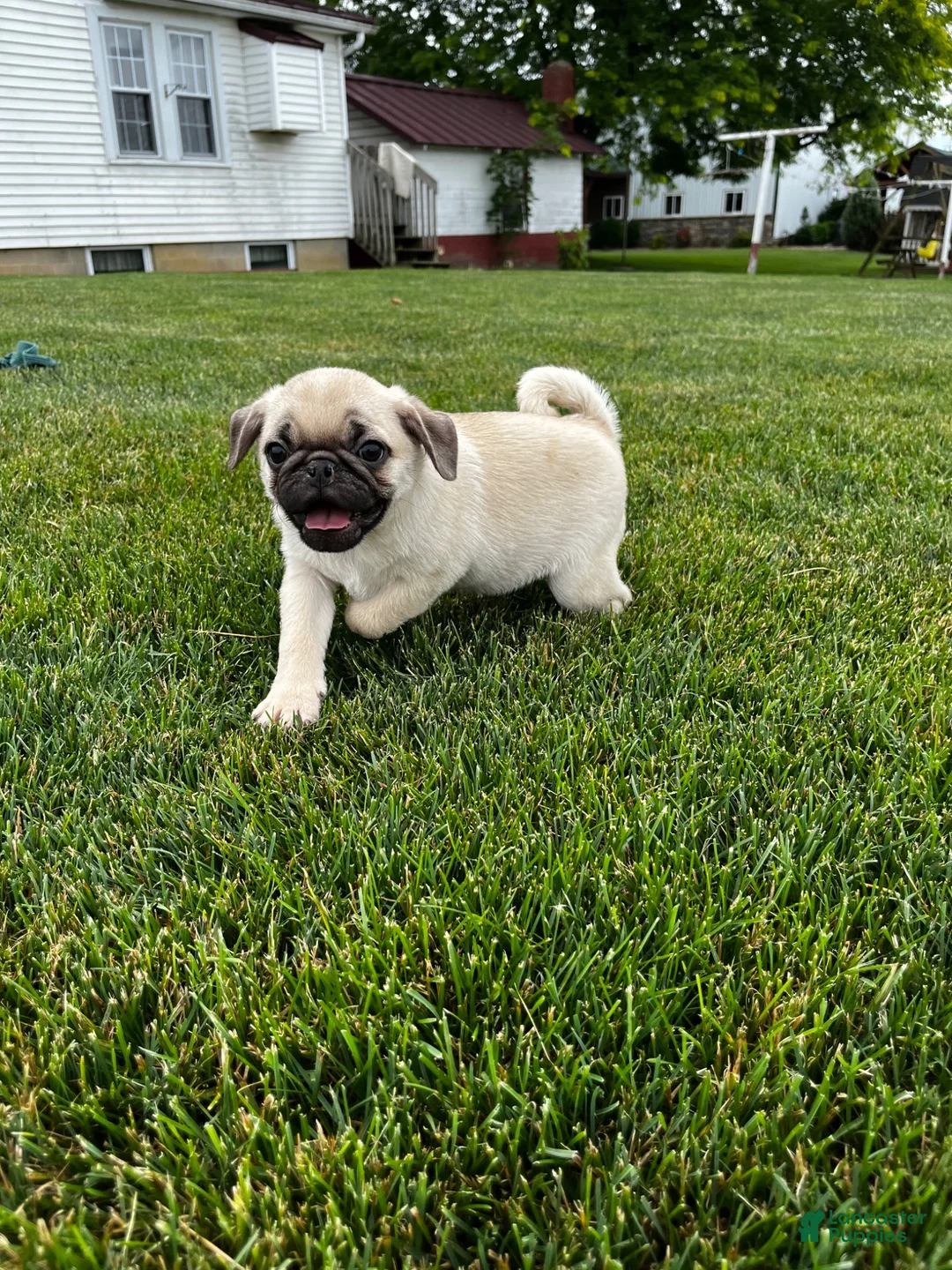 Pug dogs for sale: Pug 1 - Ad 1