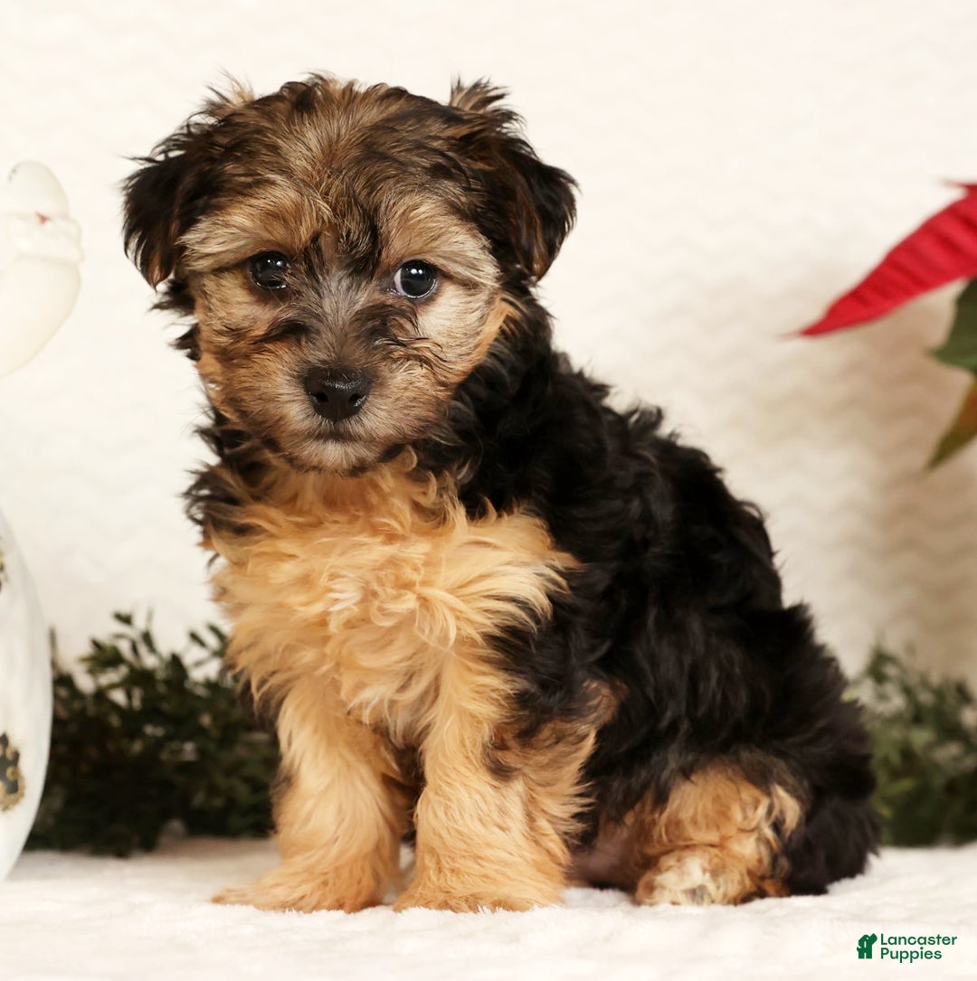 Yorkiepoo dogs for sale: Remi  3lbs - Ad 1