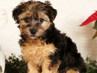 Yorkiepoo dogs Remi 3lbs - Ad 4