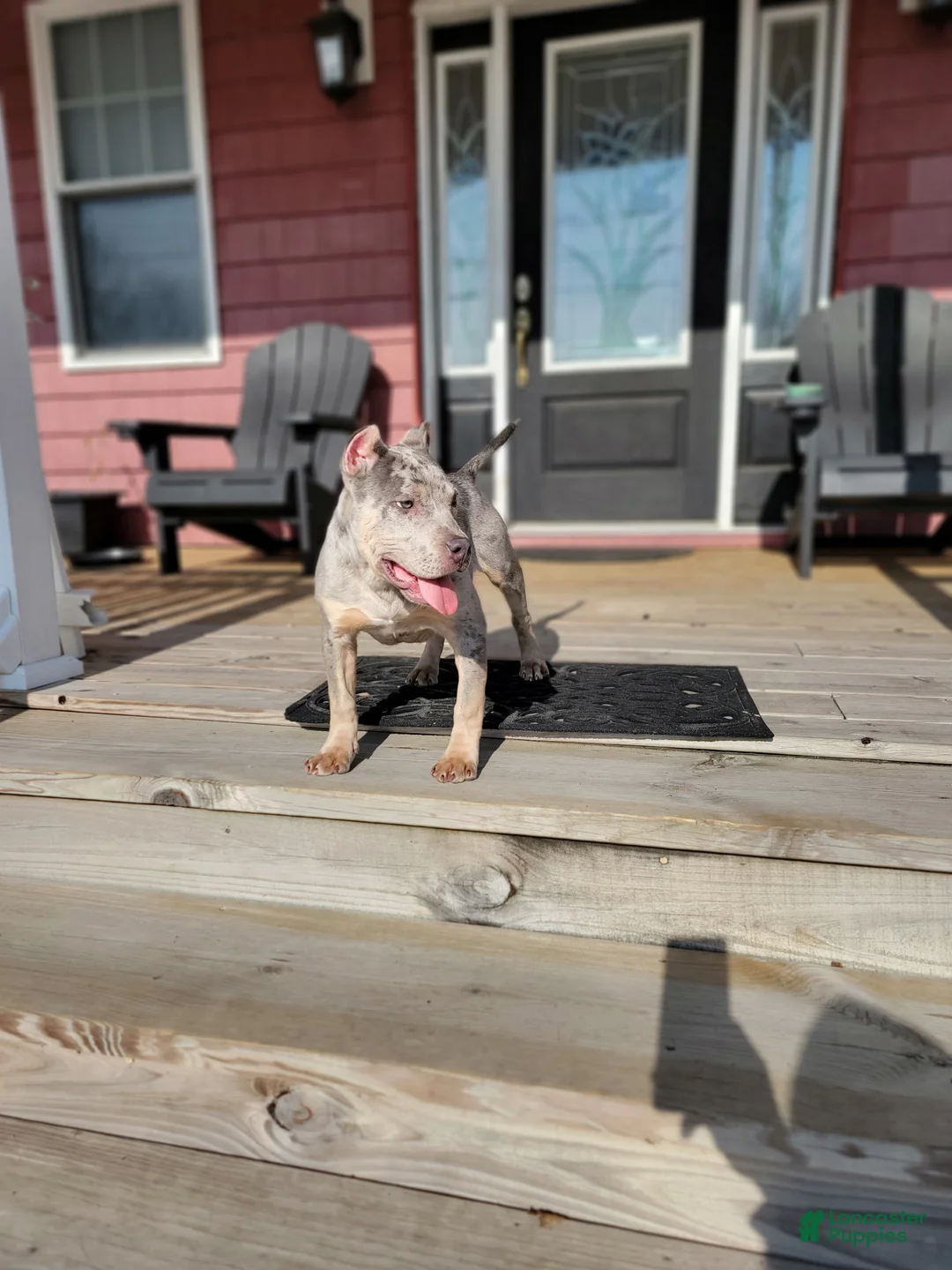 American Bully dogs for sale: Amiri - Ad 7