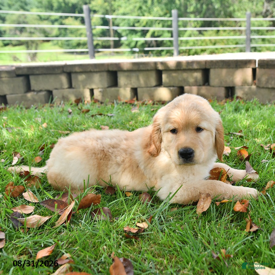 Labrador Retriever dogs Rex - Ad 2