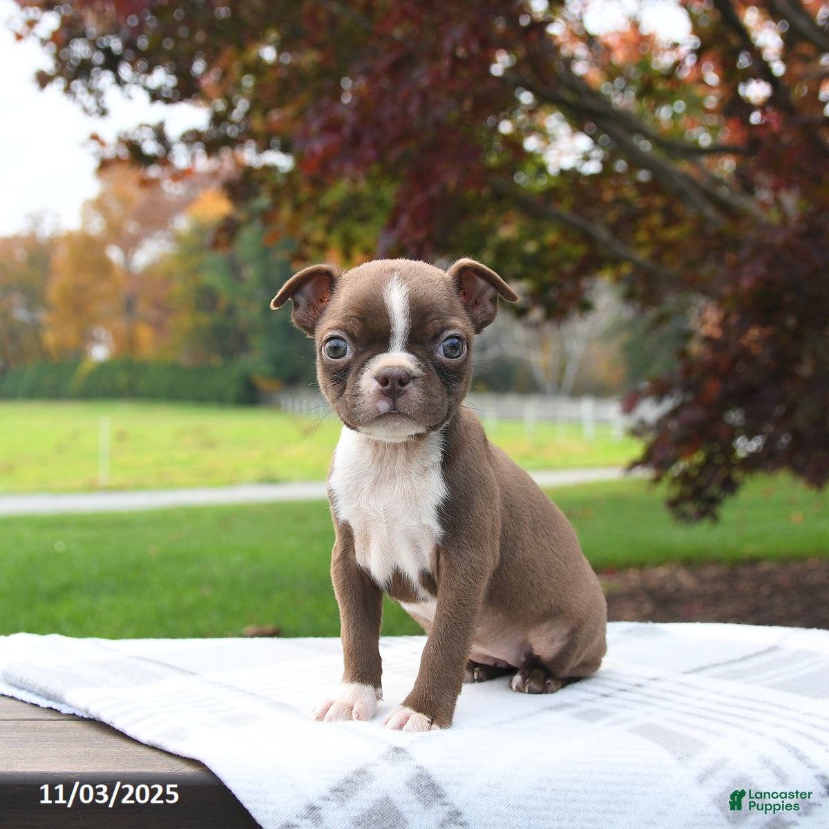 Boston Terrier dogs Pumpkin - Ad 31