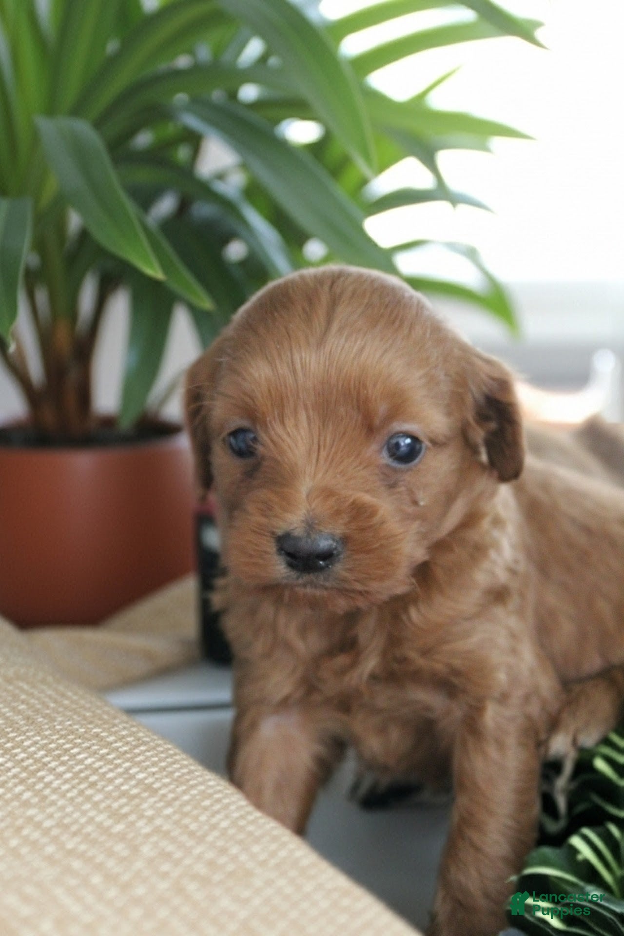 Cockapoo dogs for sale: Lexie  - Ad 2