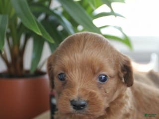 Cockapoo dogs Lexie - Ad 23