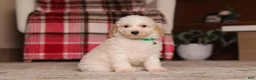 Miniature Poodle dogs for sale: Monty (AKC) - Ad 4